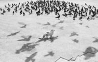 Bird's Ghosts
