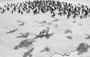 Bird's Ghosts