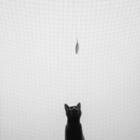 Catching a Feather