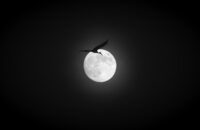 Full Moon Bird