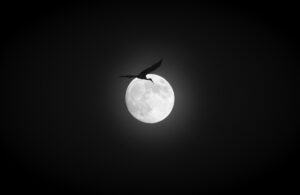 Full Moon Bird