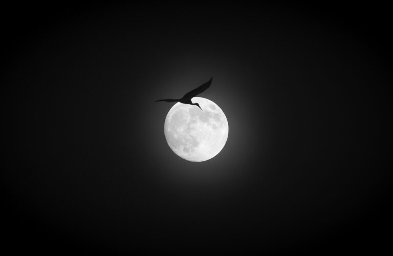 Full Moon Bird