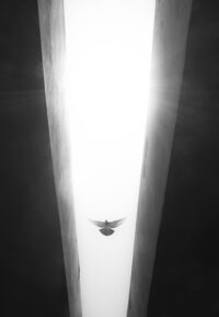 Luminous Bird – Sky Tunnel of Light