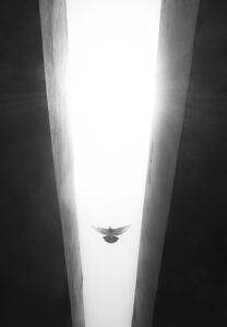 Luminous Bird – Sky Tunnel of Light