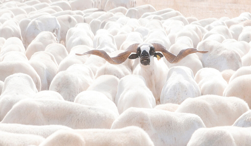 Out of the herd