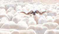 Out of the herd