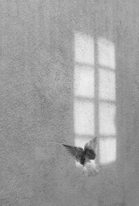 Secret Window