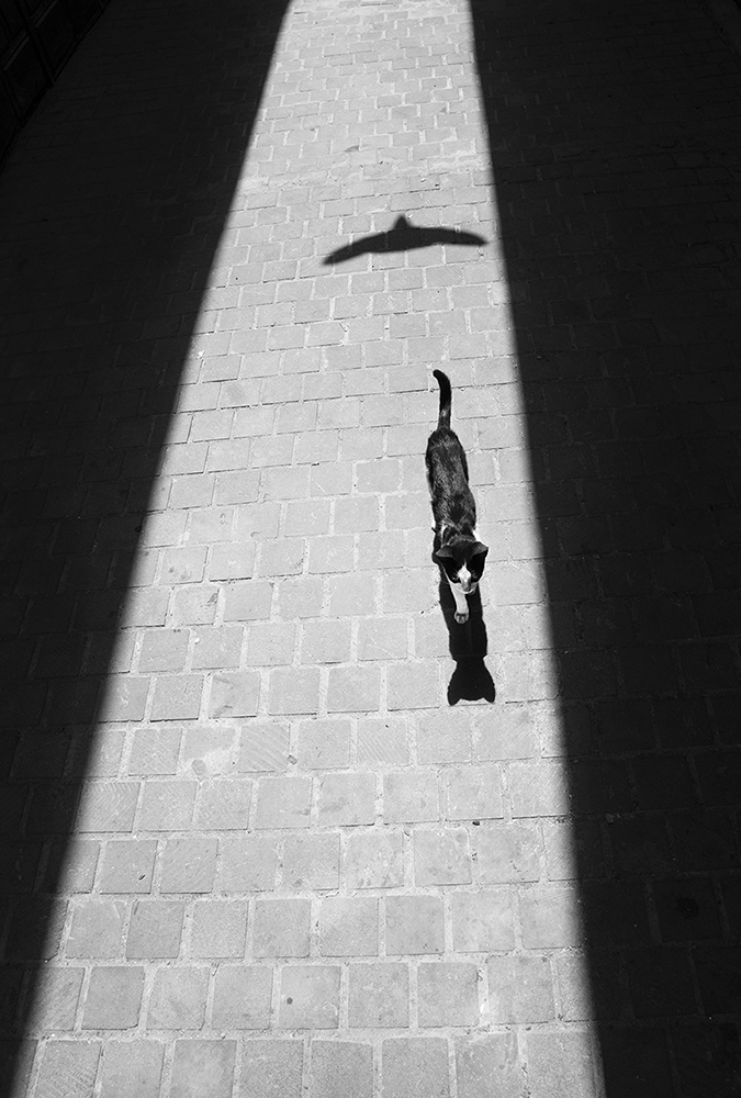 Soaring Watcher – Ground Tunnel of Light